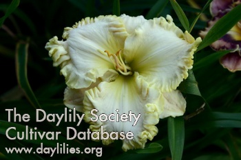 Daylily Backstage Queen